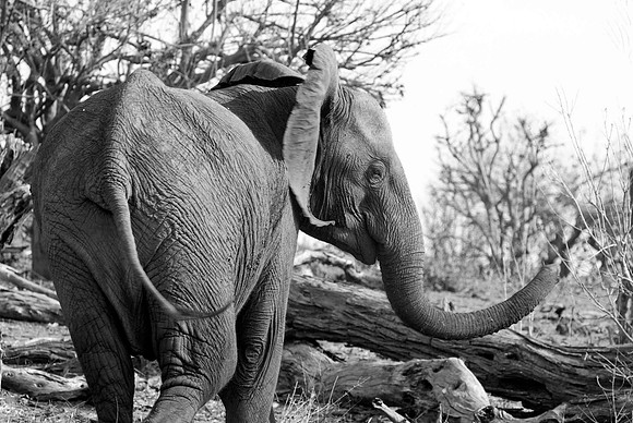 DSC_9000edit bw small