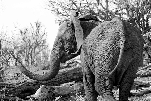 DSC_9000edit bw small