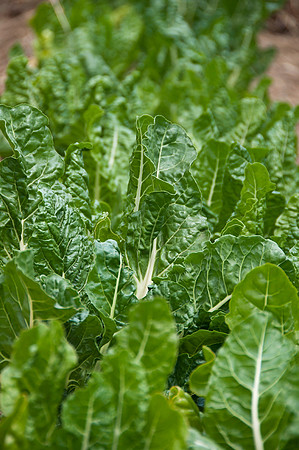 Community Garden Flourishes