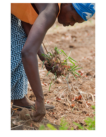 Nsongwe jpegs-20