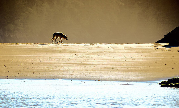 Lone Wolf on Evening Beach Walk sm