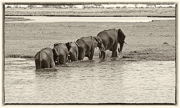 Old Time Travellers, Botswana sm