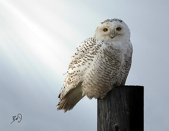 Snowy Owl
