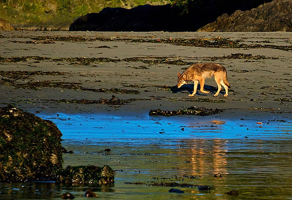 Wolf on Sunset Beach Stroll, Vargas Island, BC, sm