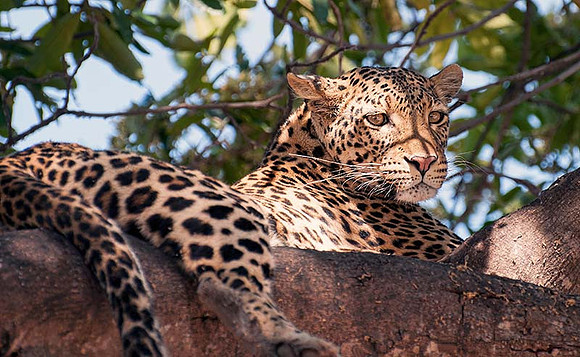 Resting But Still Watchful, Chobe National Park, Botswana sm