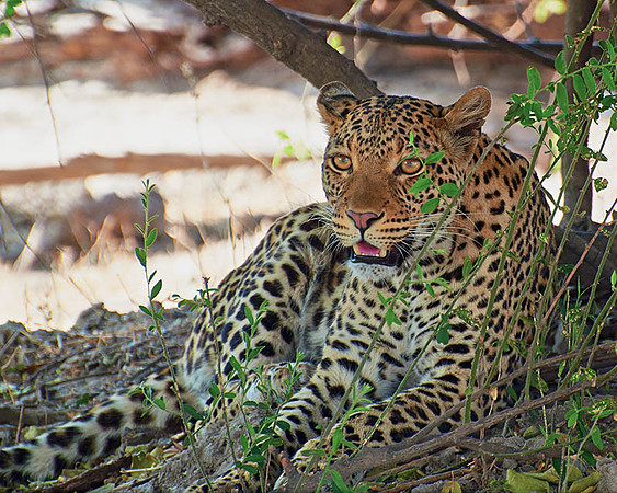 Leopard, Botswana, sm