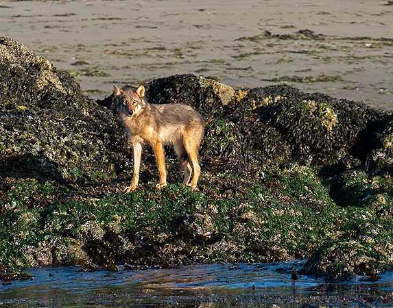 Lone Wolf, Vargas Island, BC,
